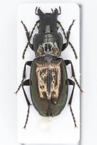 Pterostichus jurinei